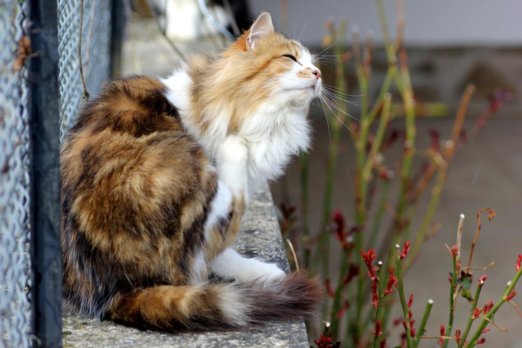 La Maison Des Chats Saint-Mary-le-Plain エクステリア 写真
