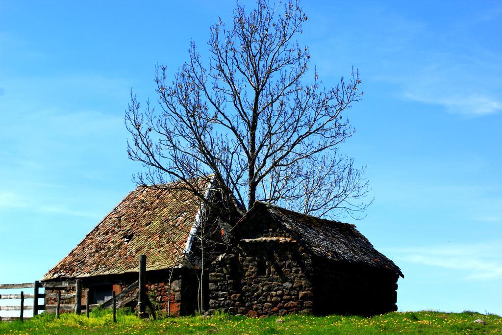 La Maison Des Chats Saint-Mary-le-Plain エクステリア 写真