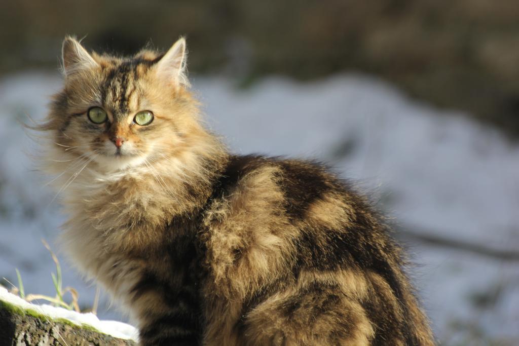 La Maison Des Chats Saint-Mary-le-Plain エクステリア 写真